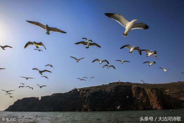 歌曲海鷗——自由與孤獨的交響曲