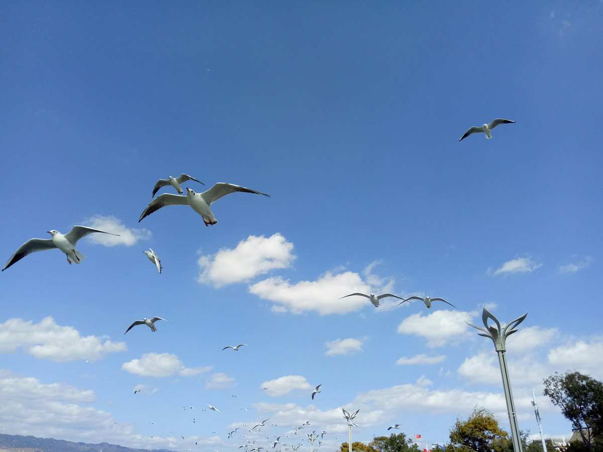 海鷗飛處彩云飛的浪漫之旅——主角的深情篇章