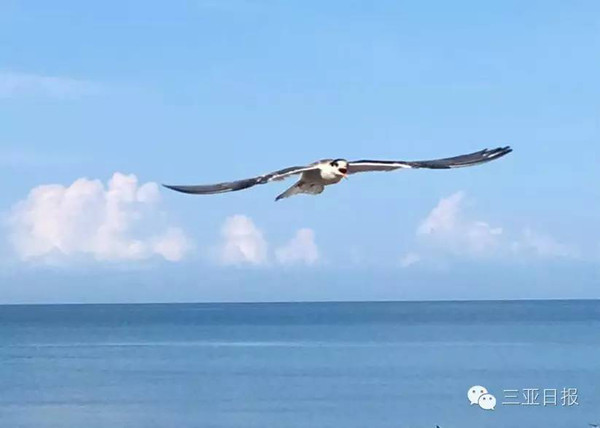 歌曲海鷗，我們的朋友——人與自然和諧共生的美好旋律